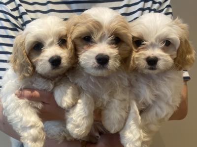 Cavachon puppies in Limerick