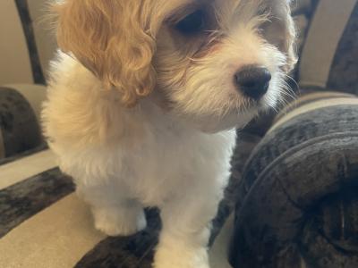 Cavachon puppies in Limerick