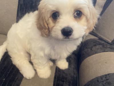 Cavachon puppies in Limerick