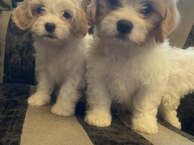 Cavachon puppies in Limerick