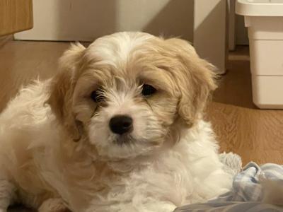 Cavachon puppies in Limerick