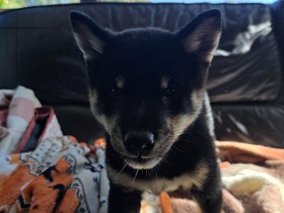 Shiba Inu puppies in Dublin