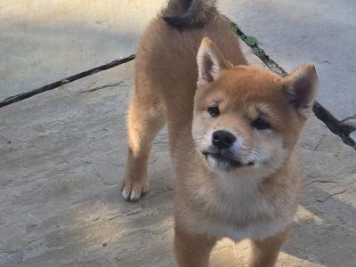 Shiba Inu puppies in Dublin