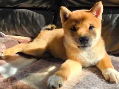 Shiba Inu puppies in Dublin
