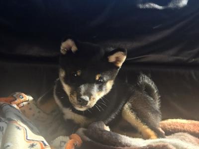 Shiba Inu puppies in Dublin