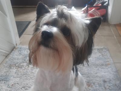 Biewer Yorkshire Terrier for stud in Kilkenny