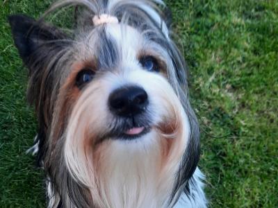 Biewer Yorkshire Terrier for stud in Kilkenny