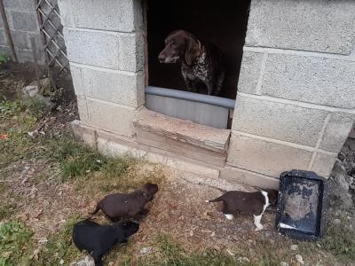 CollPoint (German Shorthair Pointer x Border Collie) pups Athlone, W'meath