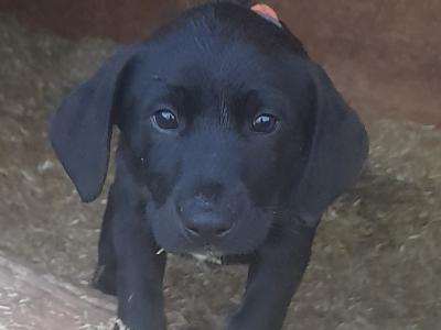 CollPoint (German Shorthair Pointer x Border Collie) pups Athlone, W'meath