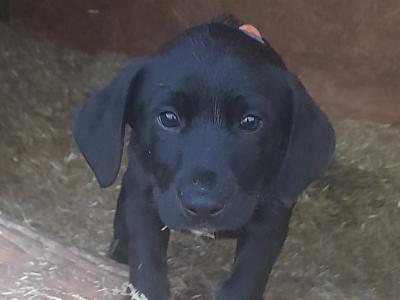 CollPoint puppies (Border Collie x German Shorthair Pointer) in Athlone, W'meath