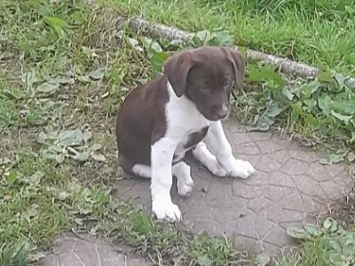 CollPoint (German Shorthair Pointer x Border Collie) pups Athlone, W'meath