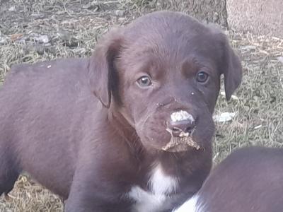 CollPoint (German Shorthair Pointer x Border Collie) pups Athlone, W'meath