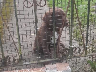 CollPoint (German Shorthair Pointer x Border Collie) pups Athlone, W'meath