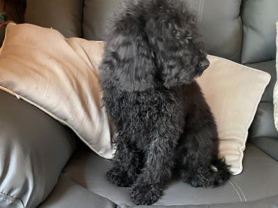 Male Cockapoo puppy in Limerick