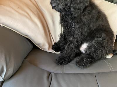 Male Cockapoo puppy in Limerick