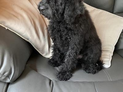 Male Cockapoo puppy in Limerick