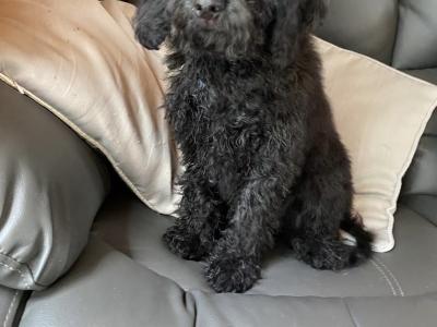 Male Cockapoo puppy in Limerick