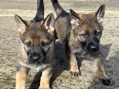 Working Line German Shepherd puppies in Armagh