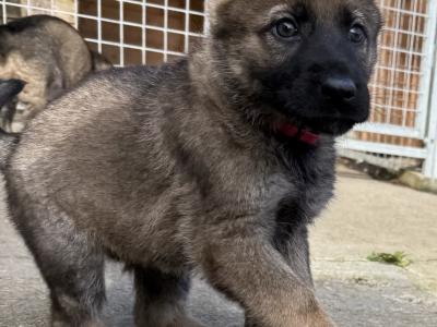 Working Line German Shepherd puppies in Armagh