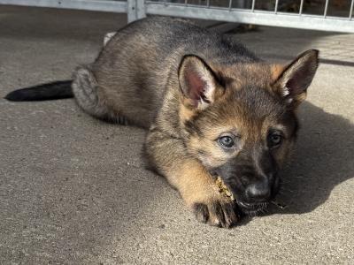 Working Line German Shepherd puppies in Armagh
