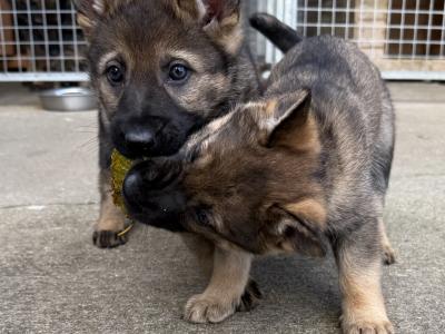 Working Line German Shepherd puppies in Armagh