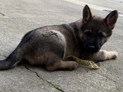 Working Line German Shepherd puppies in Armagh