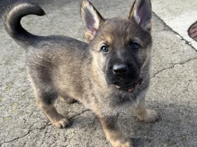 Working Line German Shepherd puppies in Armagh