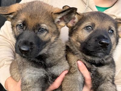 Working Line German Shepherd puppies in Armagh