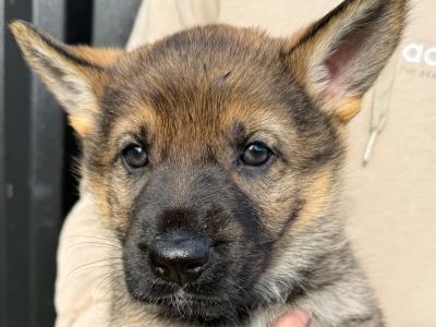 Working Line German Shepherd puppies in Armagh
