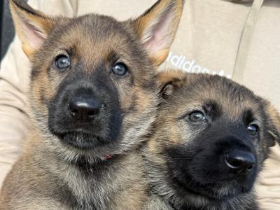 Working Line German Shepherd puppies in Armagh