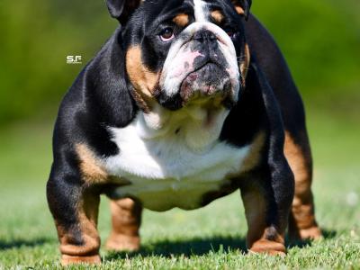 British Bulldog stud in Cavan