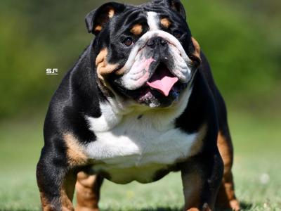 British Bulldog stud in Cavan