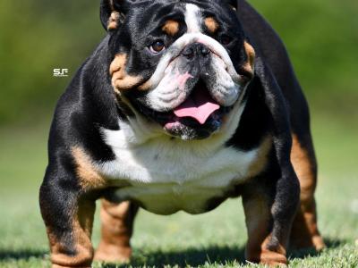British Bulldog stud in Cavan