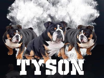 British Bulldog stud in Cavan