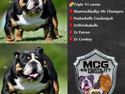 British Bulldog stud in Cavan