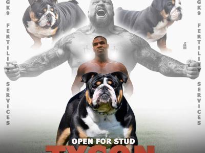 British Bulldog stud in Cavan