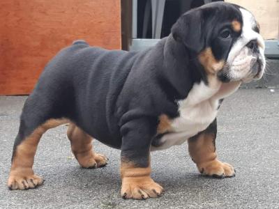 British Bulldog stud in Cavan