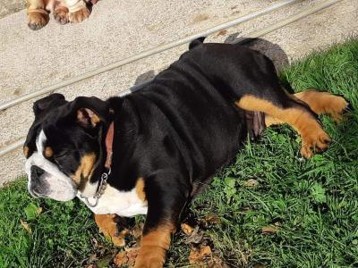 British Bulldog stud in Cavan