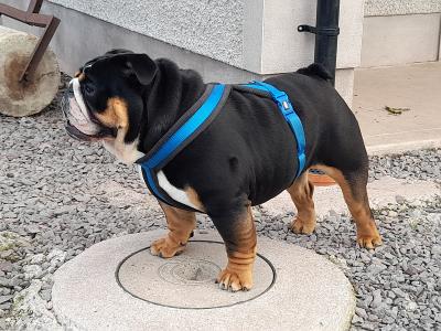 British Bulldog stud in Cavan