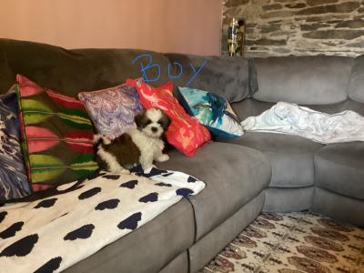 Delightful Shih Tzu puppies in Wicklow. Vet checked