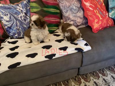 Delightful Shih Tzu puppies in Wicklow. Vet checked