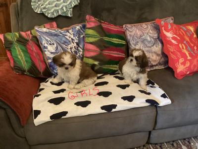 Delightful Shih Tzu puppies in Wicklow. Vet checked