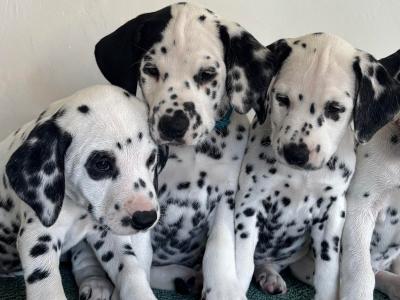 Beautiful Dalmatian puppies fully IKC Registered for sale in Westmeath