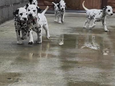Beautiful Dalmatian puppies fully IKC Registered for sale in Westmeath