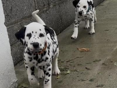 Beautiful Dalmatian puppies fully IKC Registered for sale in Westmeath