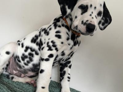 Beautiful Dalmatian puppies fully IKC Registered for sale in Westmeath