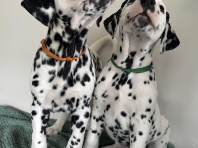 Beautiful Dalmatian puppies fully IKC Registered for sale in Westmeath
