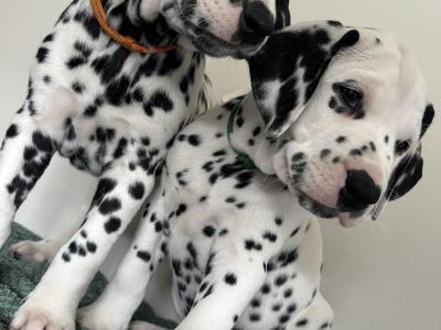 Beautiful Dalmatian puppies fully IKC Registered for sale in Westmeath