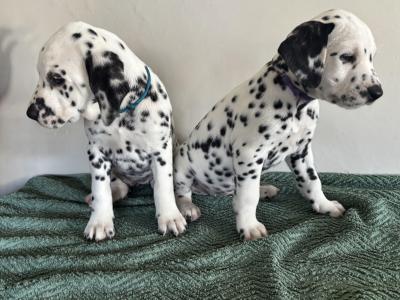 Beautiful Dalmatian puppies fully IKC Registered for sale in Westmeath