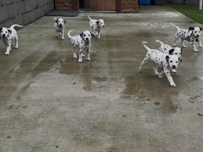Beautiful Dalmatian puppies fully IKC Registered for sale in Westmeath